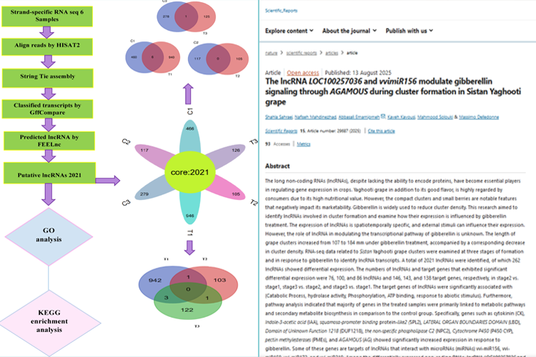 یک مقاله اعضای هیات علمی دانشکده کشاورزی در شماره ۱۵ سال ۲۰۲۵ مجله معتبر Scientific Reports  از مجموعه انتشارات زیرگروه Nature به چاپ رسید